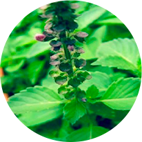 Ocimum Sanctum