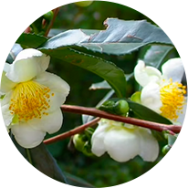 Camellia Sinensis