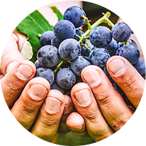Glutathione